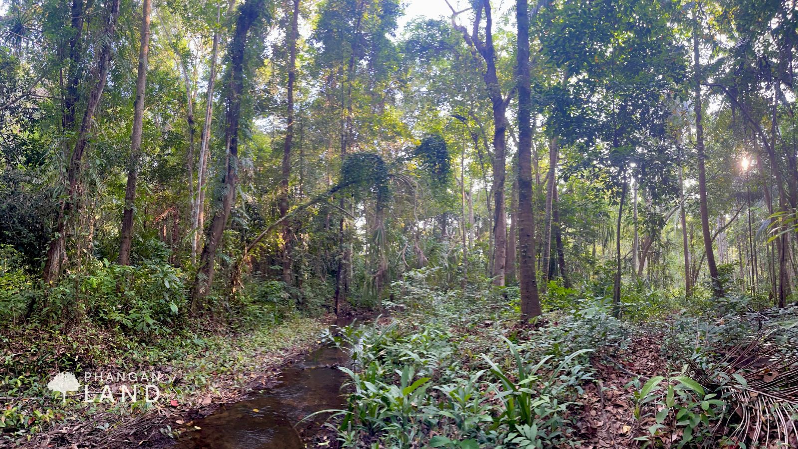 Koh Phangan Land for Sale