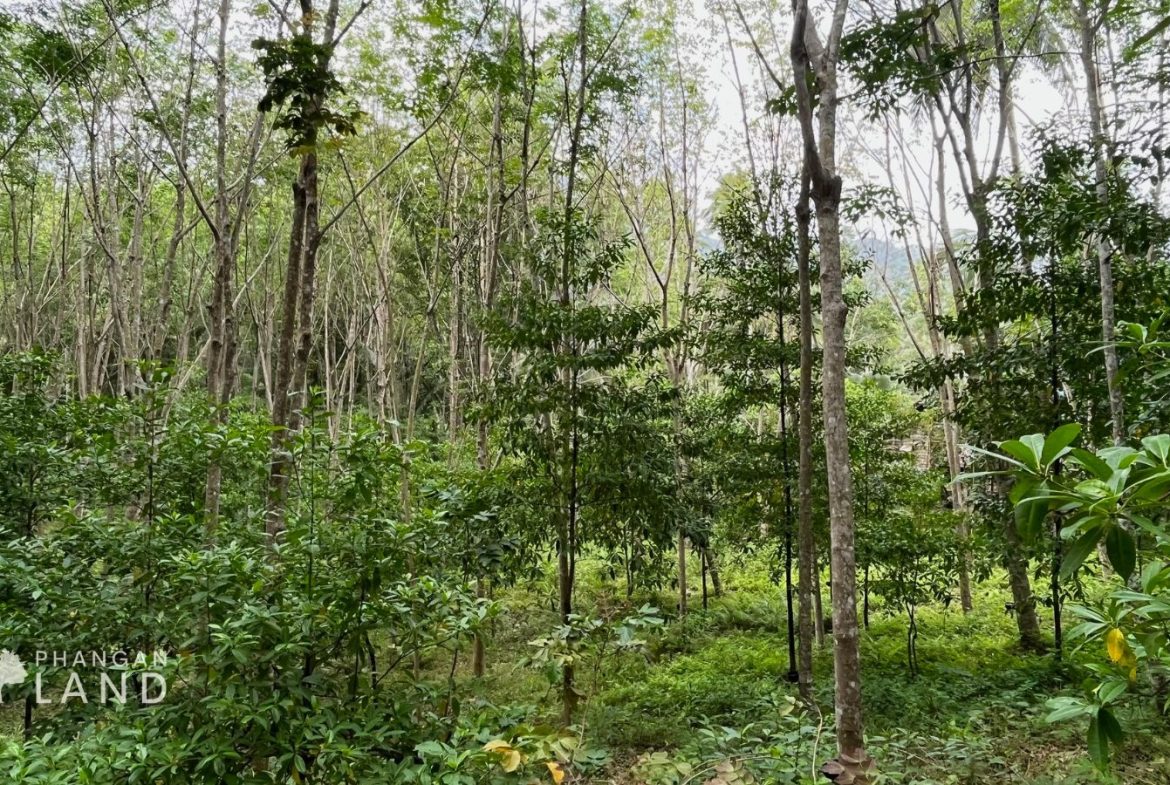 Koh Phangan Land for Sale