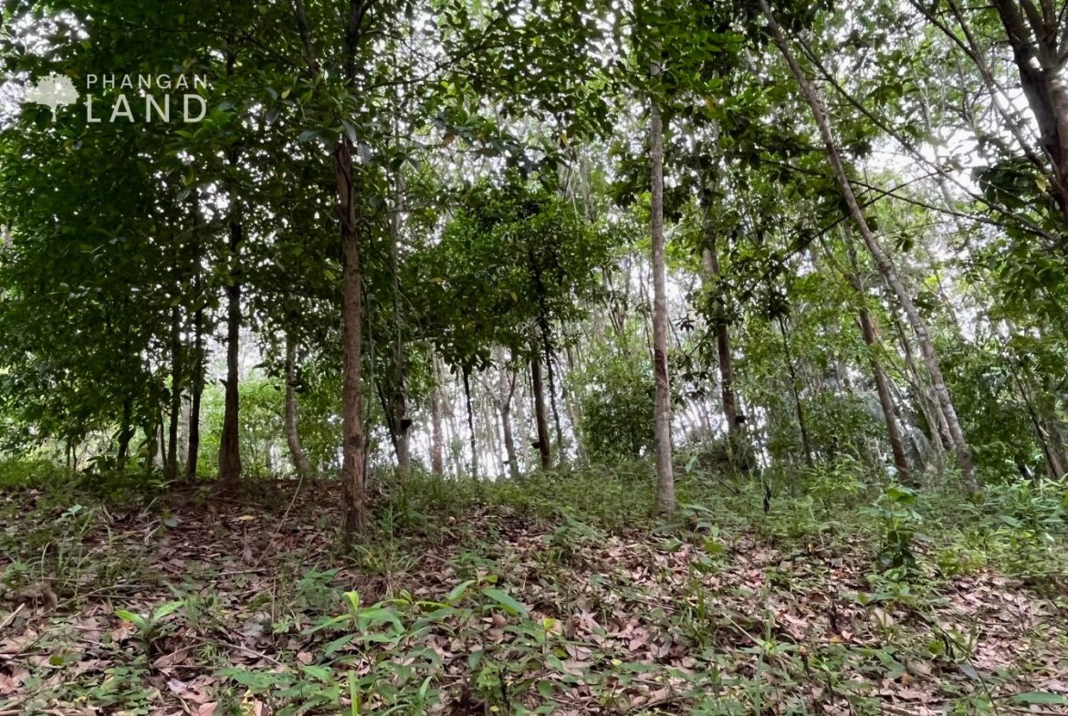 Koh Phangan Land for Sale