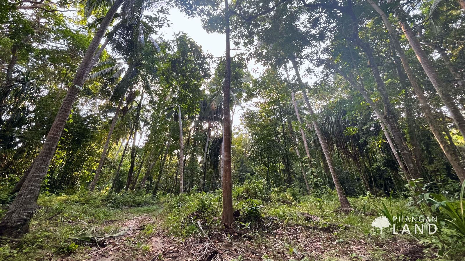 Koh Phangan Land for Sale