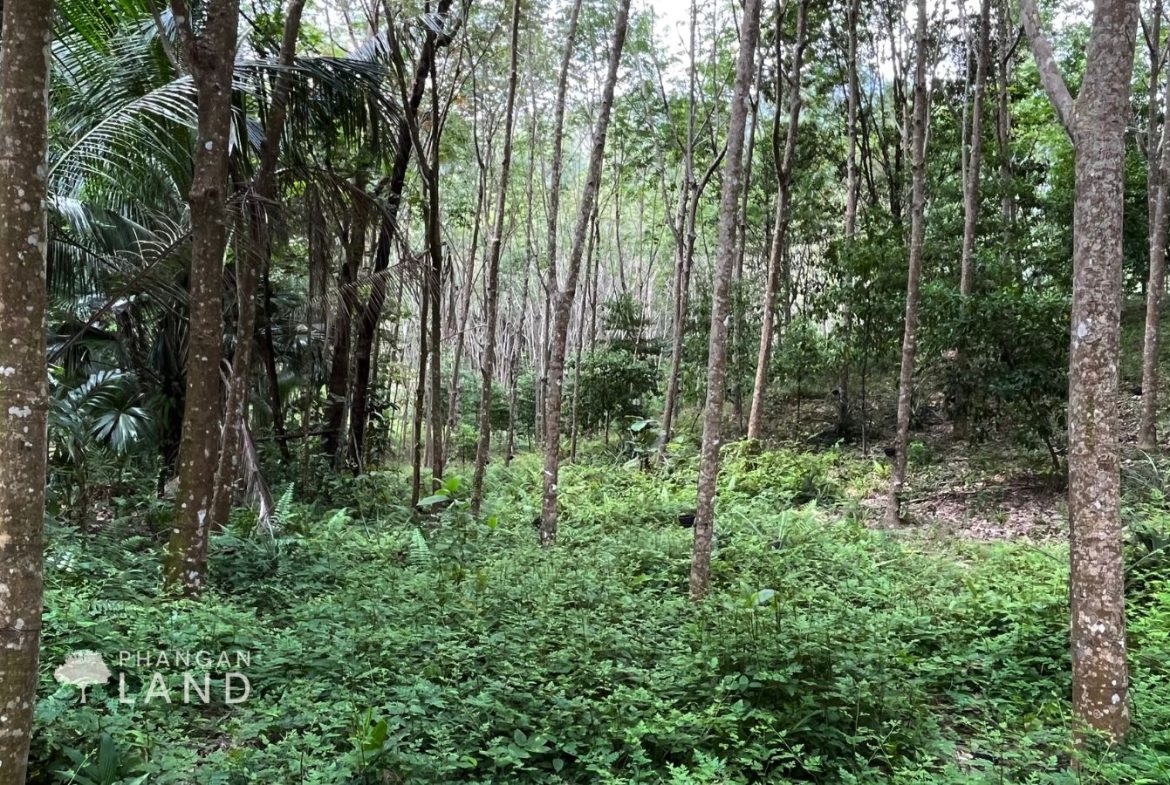 Koh Phangan Land for Sale