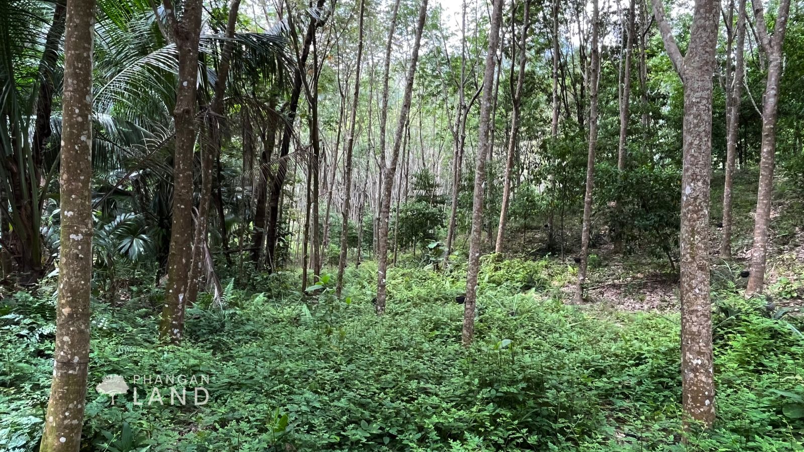 Koh Phangan Land for Sale