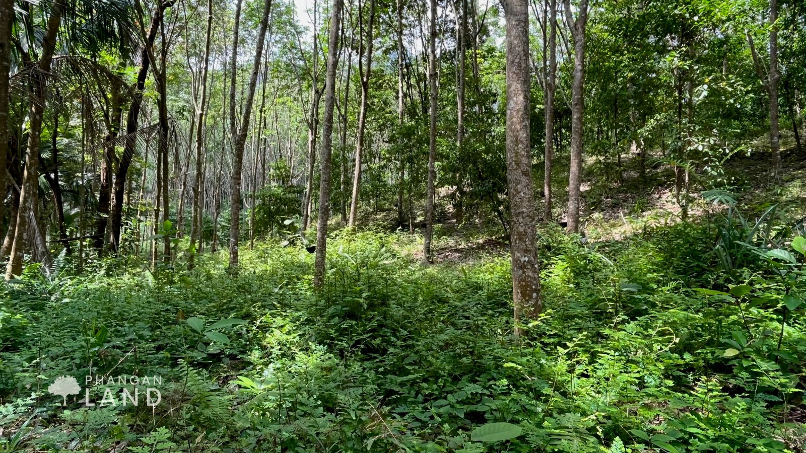 Koh Phangan Land for Sale