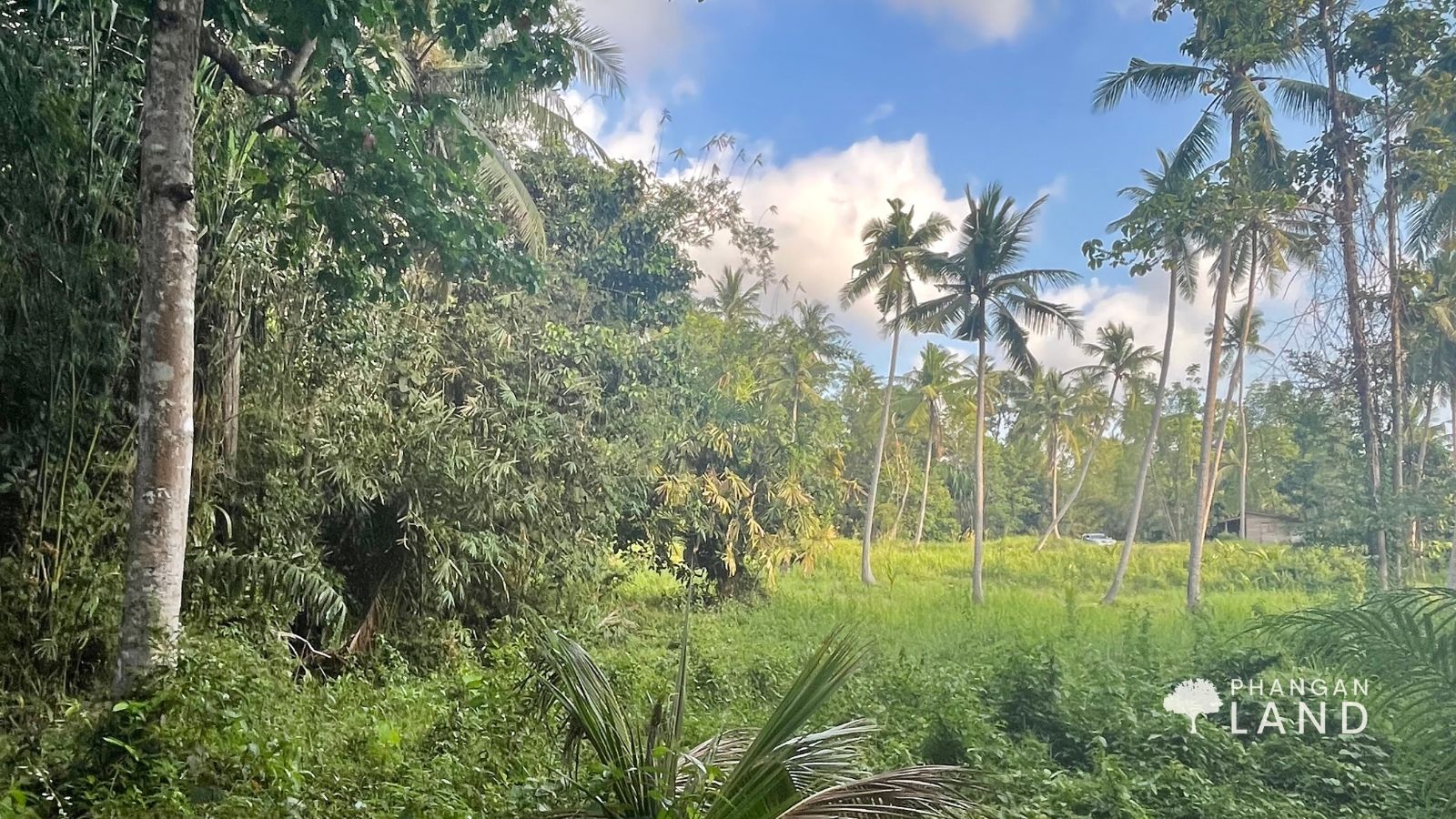 Koh Phangan Land for Sale