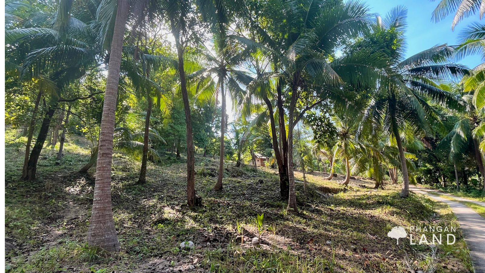 Koh Phangan Land for sale