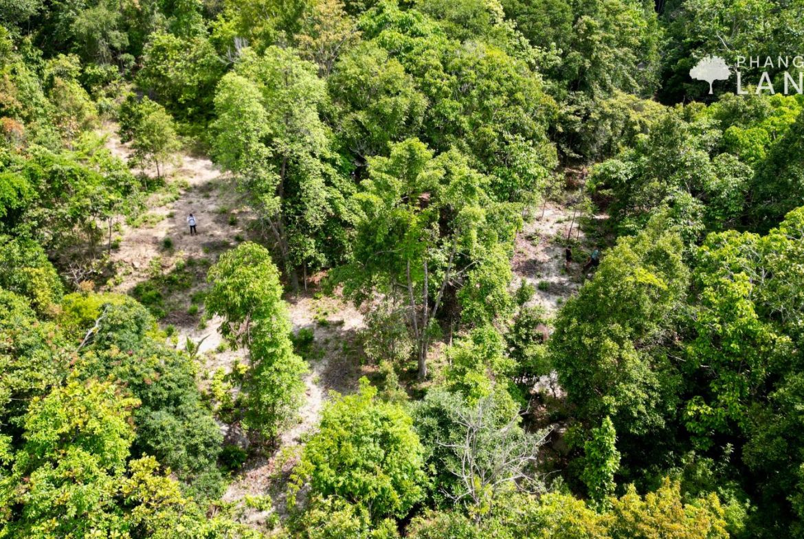 Koh Phangan Land for sale