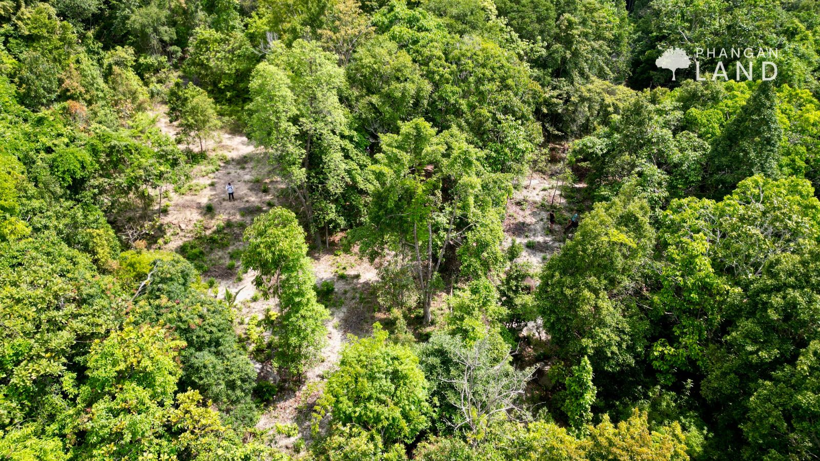 Koh Phangan Land for sale